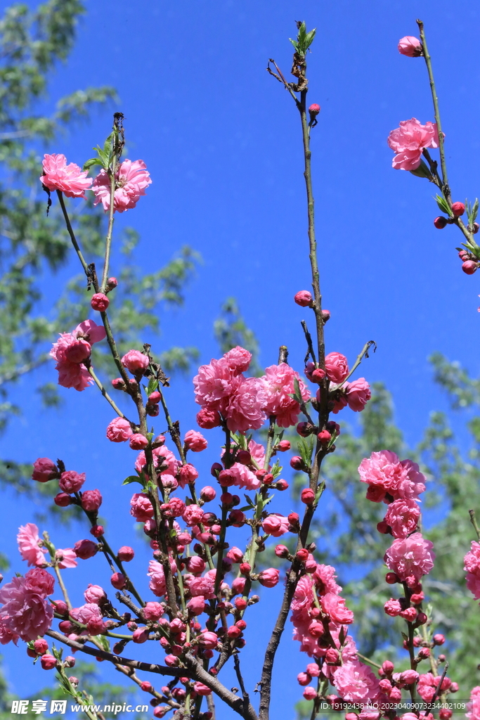 碧桃花儿