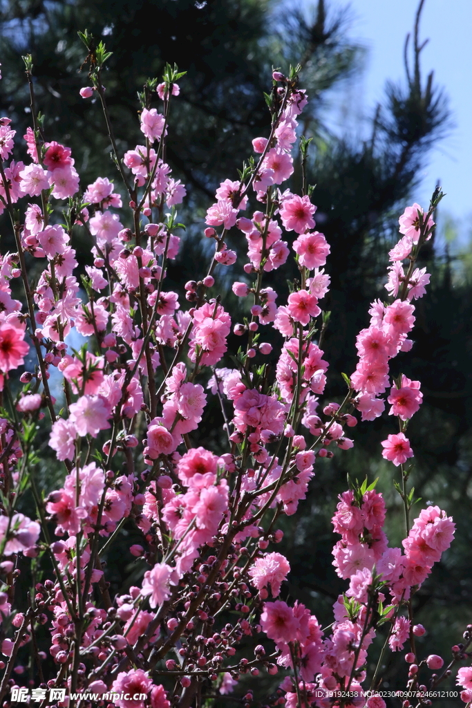 碧桃花儿