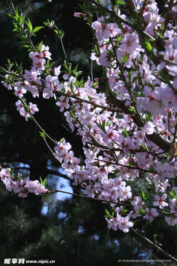 桃花