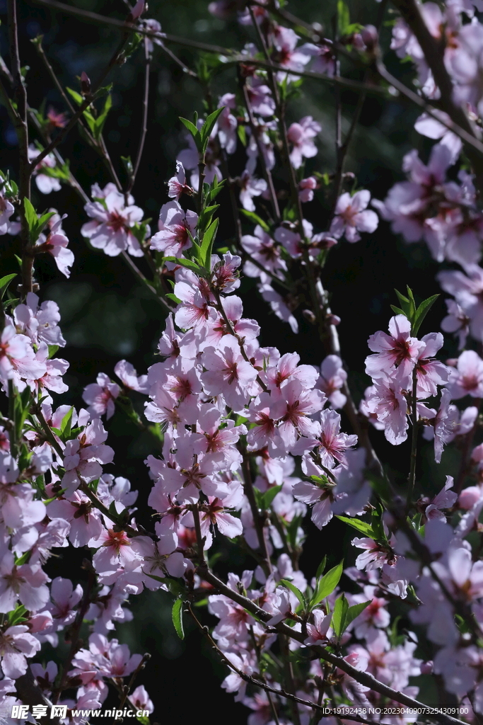 桃花 