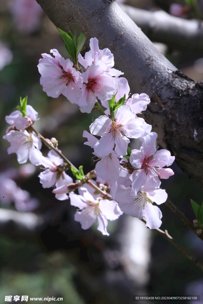 桃花 