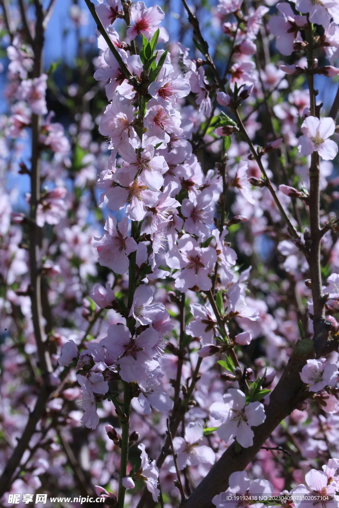 桃花 