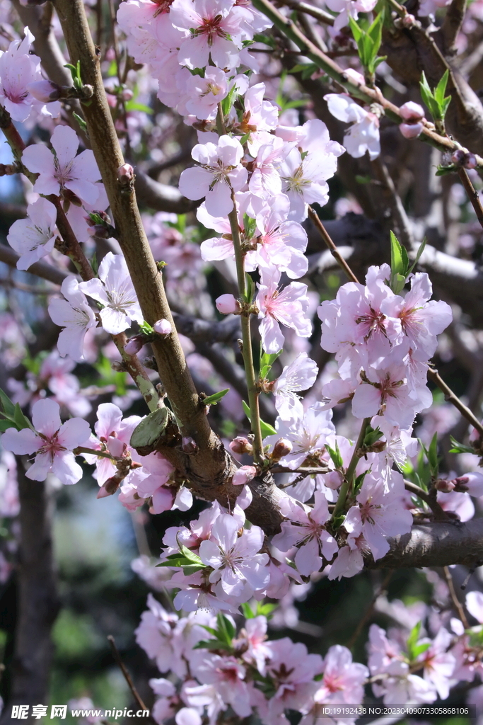 碧桃花儿 