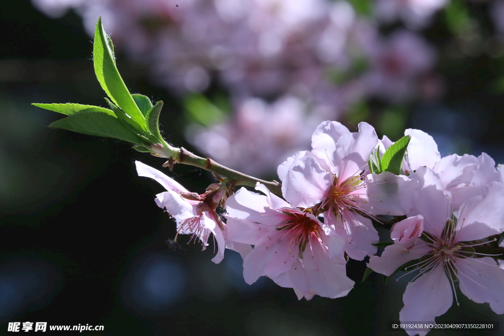 桃花 