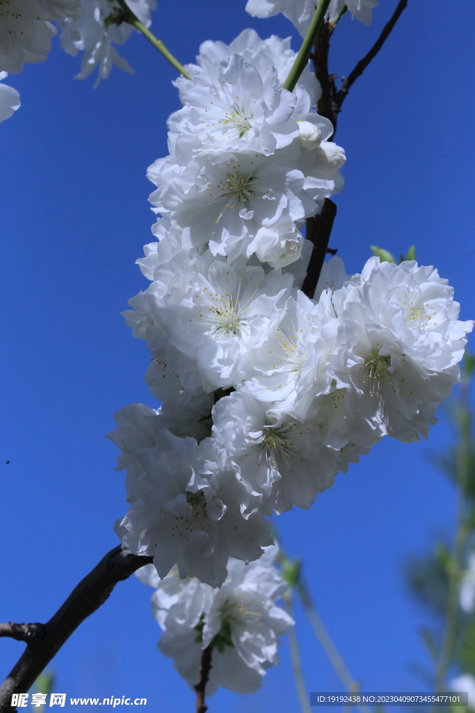 碧桃花儿