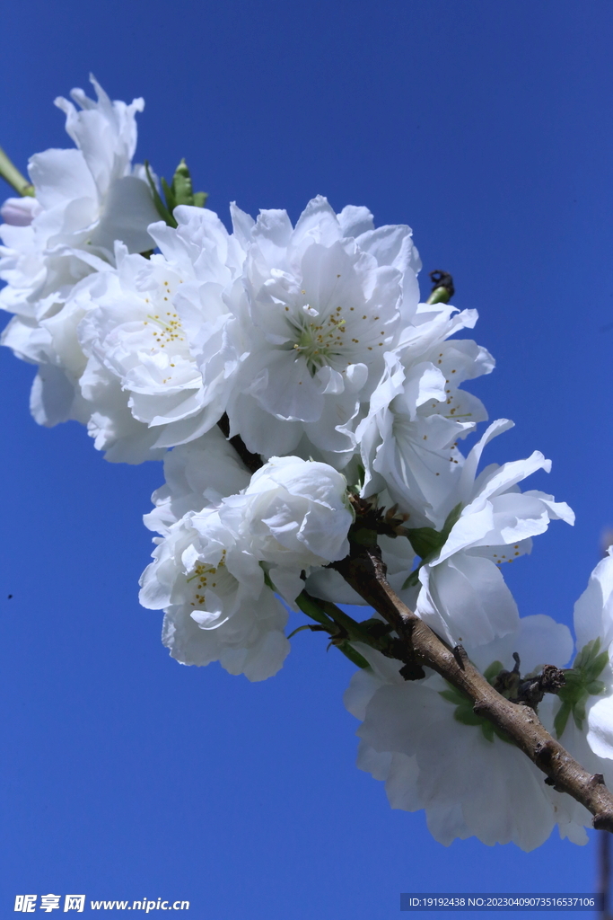 碧桃花儿 