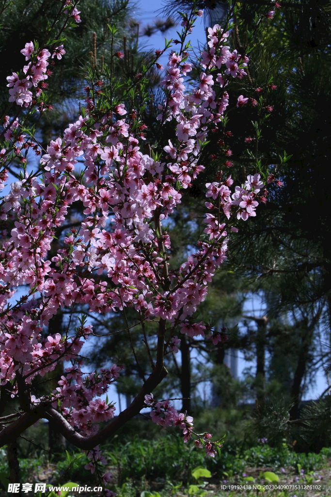桃花 
