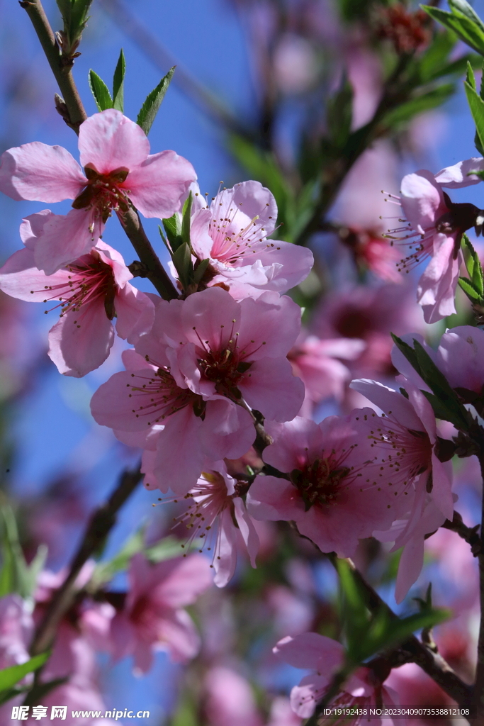 桃花
