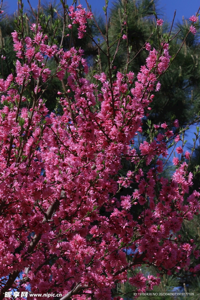 菊花桃 