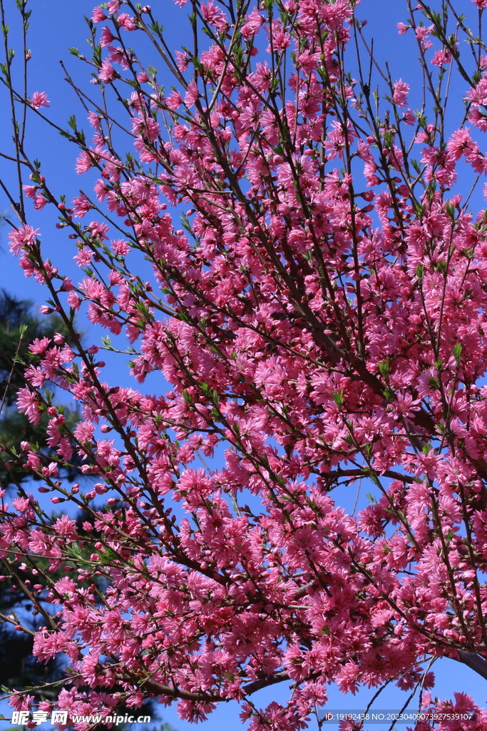 菊花桃 