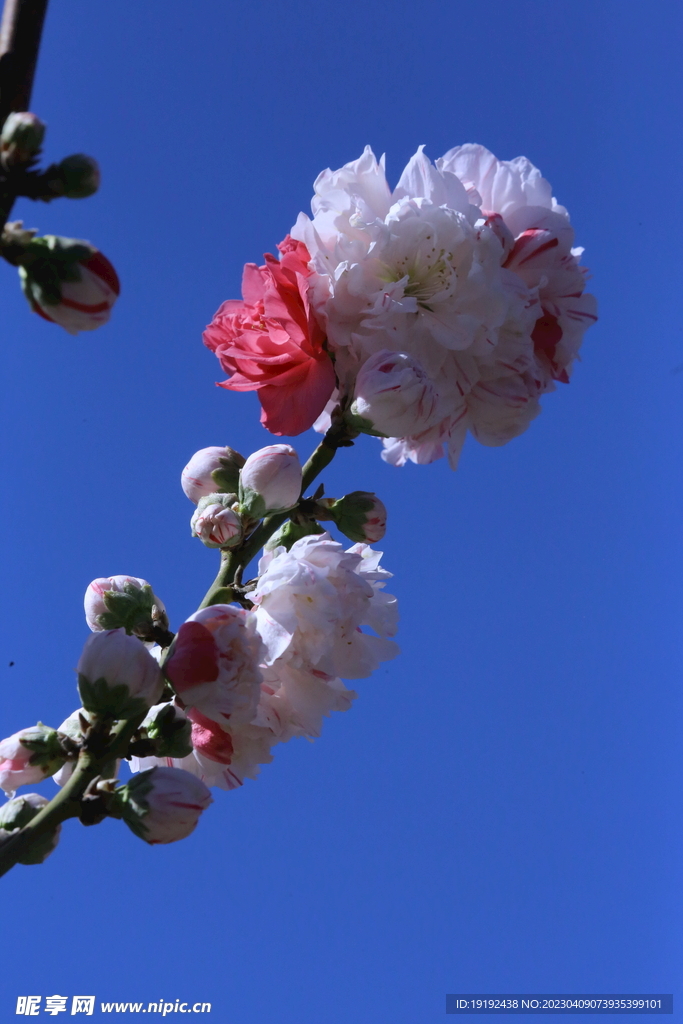 碧桃花儿 