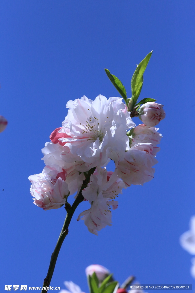 碧桃花儿