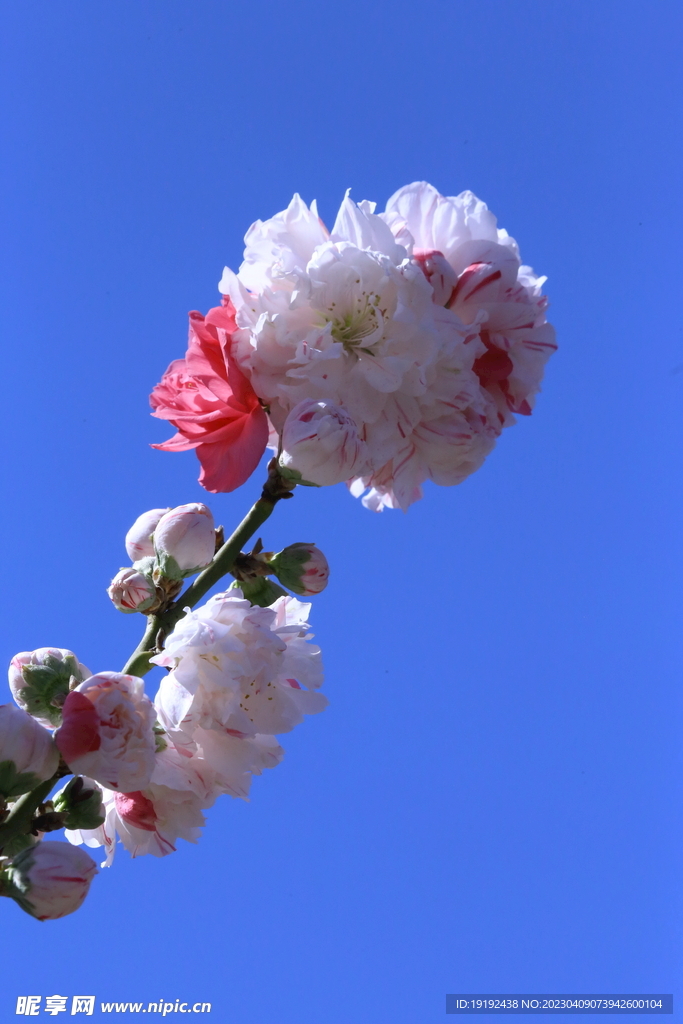 碧桃花儿 