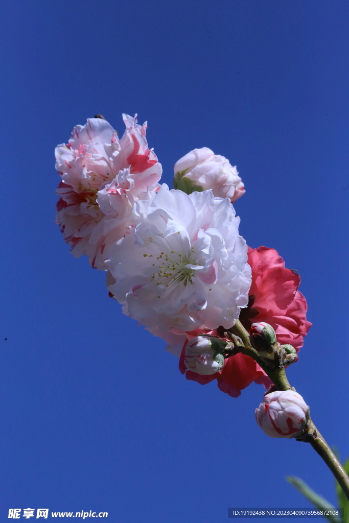 碧桃花儿 