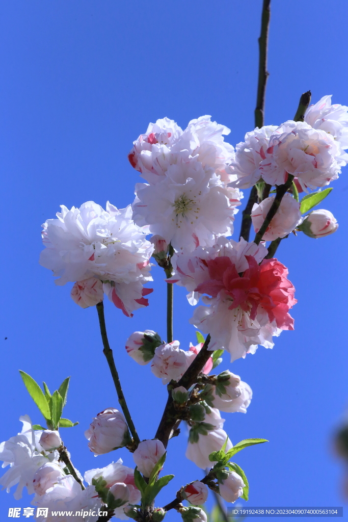 碧桃花儿