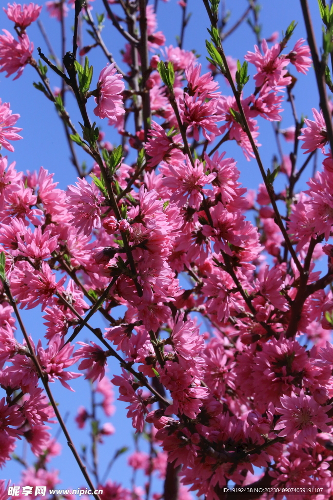 菊花桃 