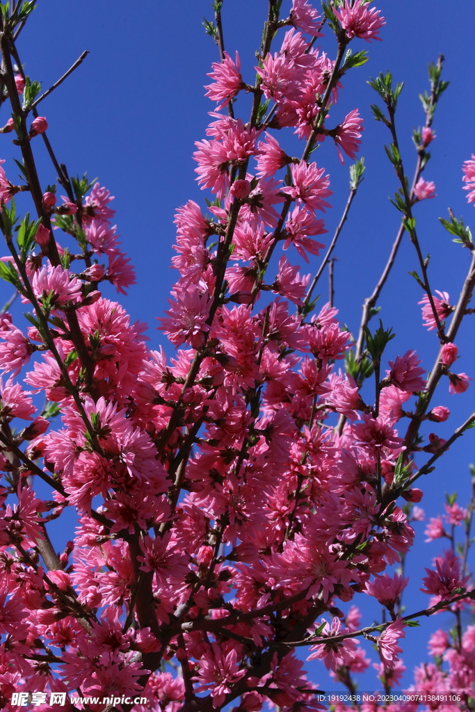 菊花桃 