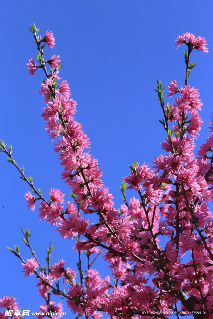 菊花桃 