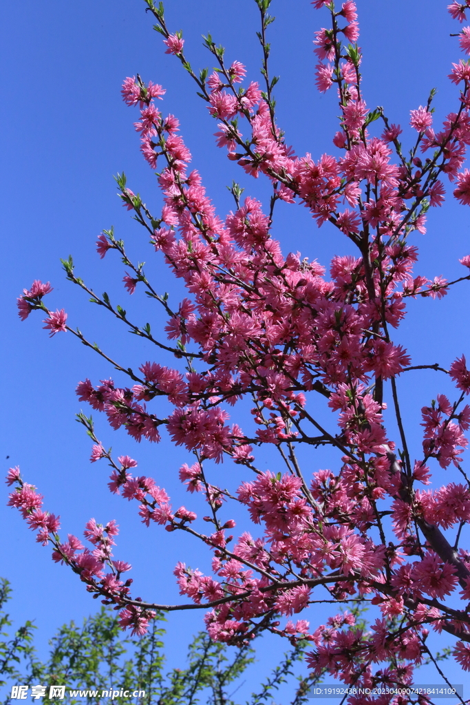 菊花桃 