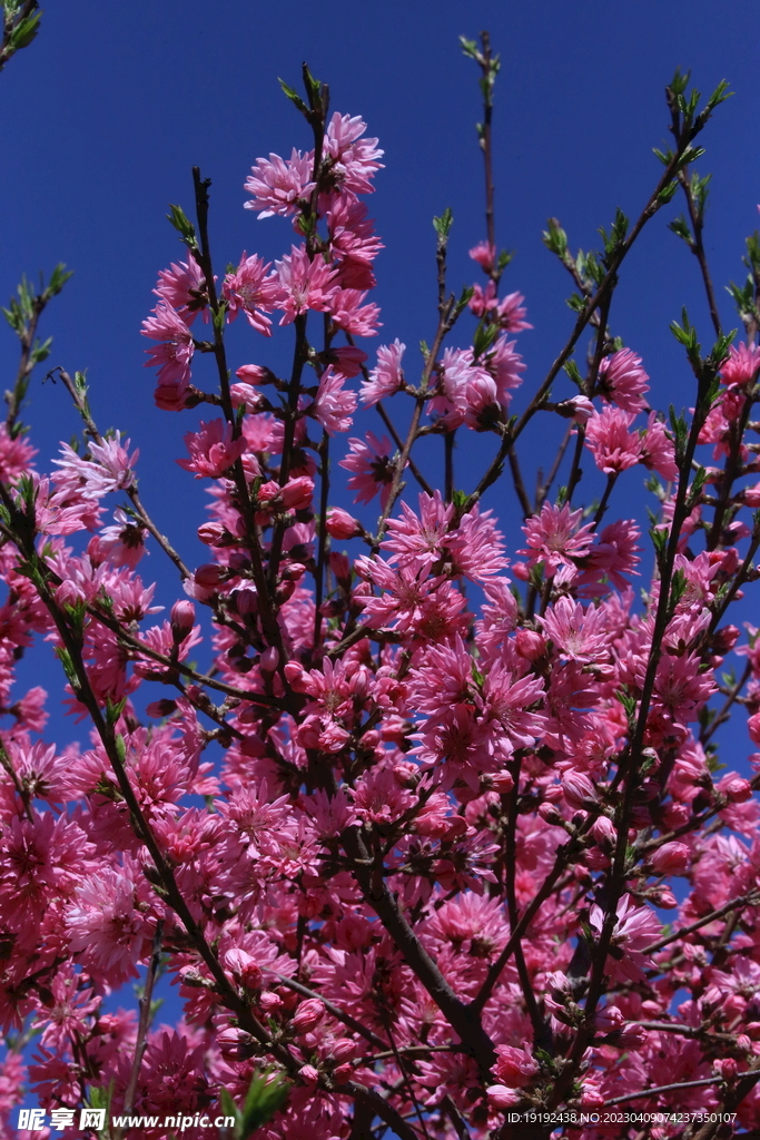 菊花桃 