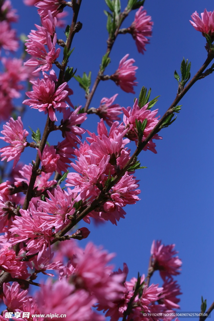 菊花桃
