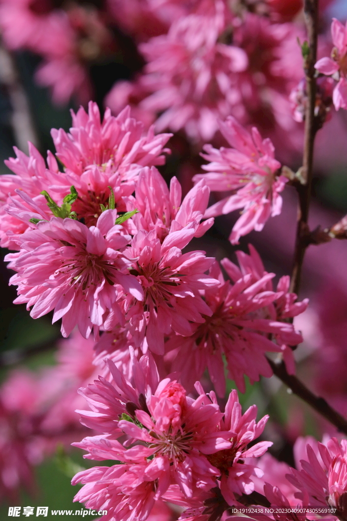 菊花桃 