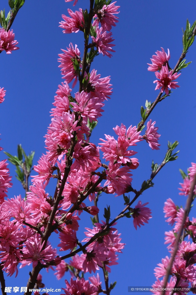 菊花桃 