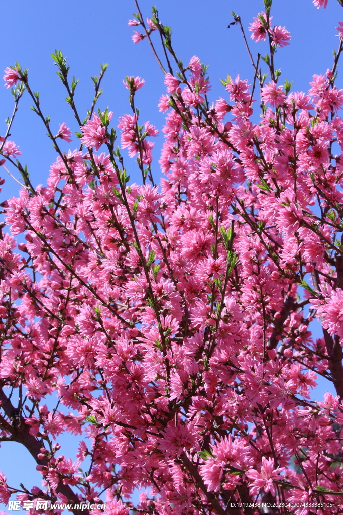菊花桃