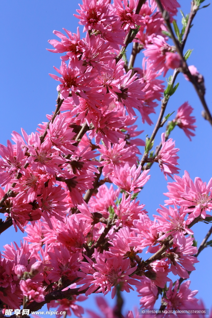 菊花桃