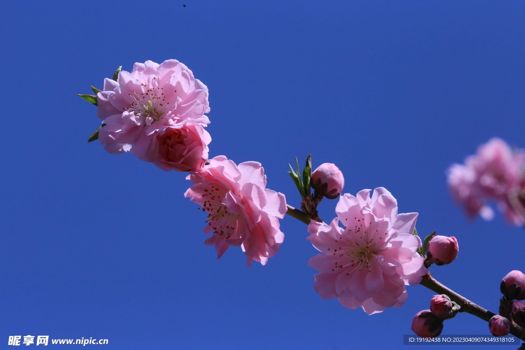 碧桃花儿