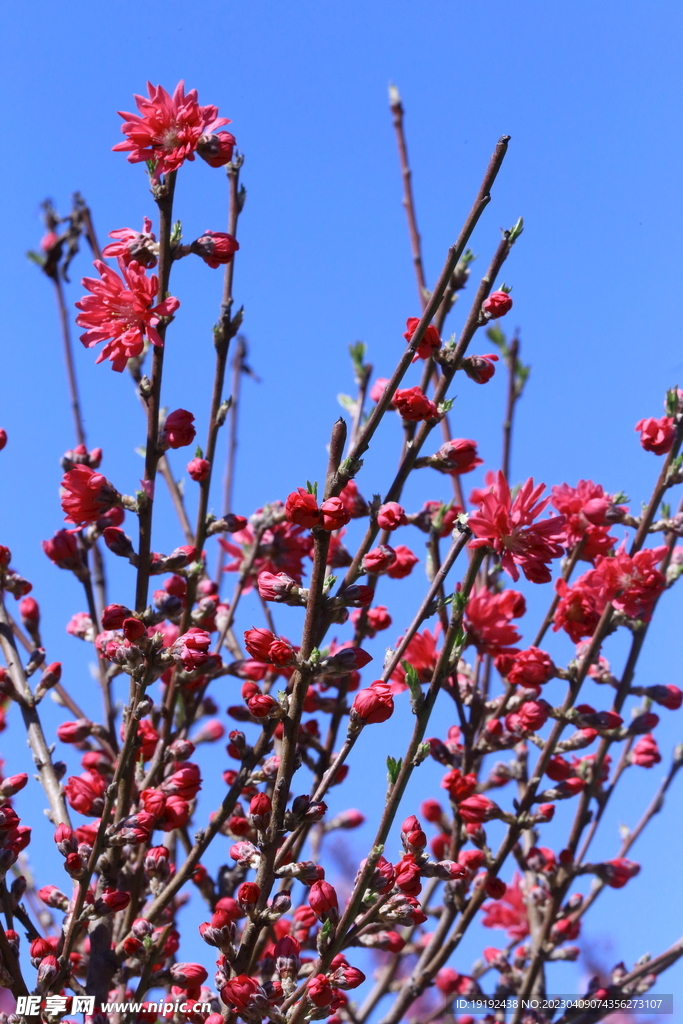 菊花桃 