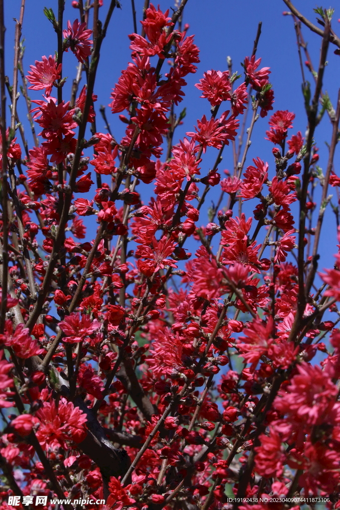 菊花桃 