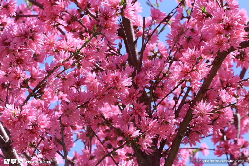 菊花桃 