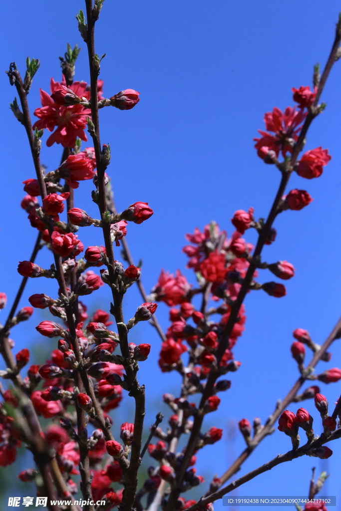 菊花桃 