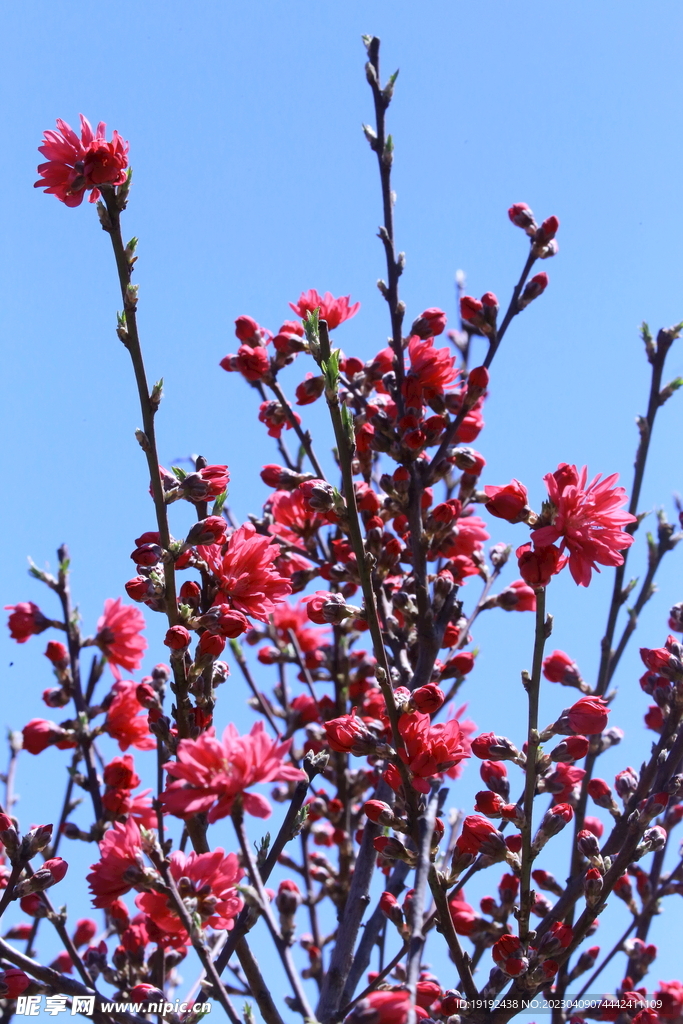 菊花桃 