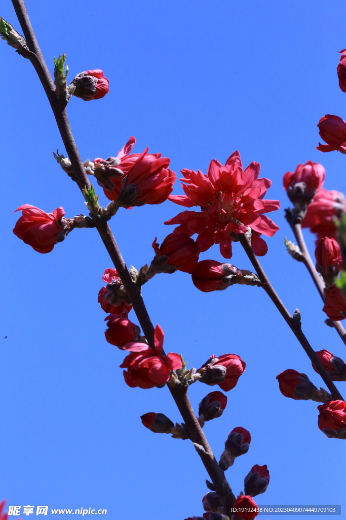 菊花桃