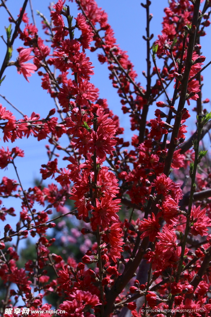 菊花桃 