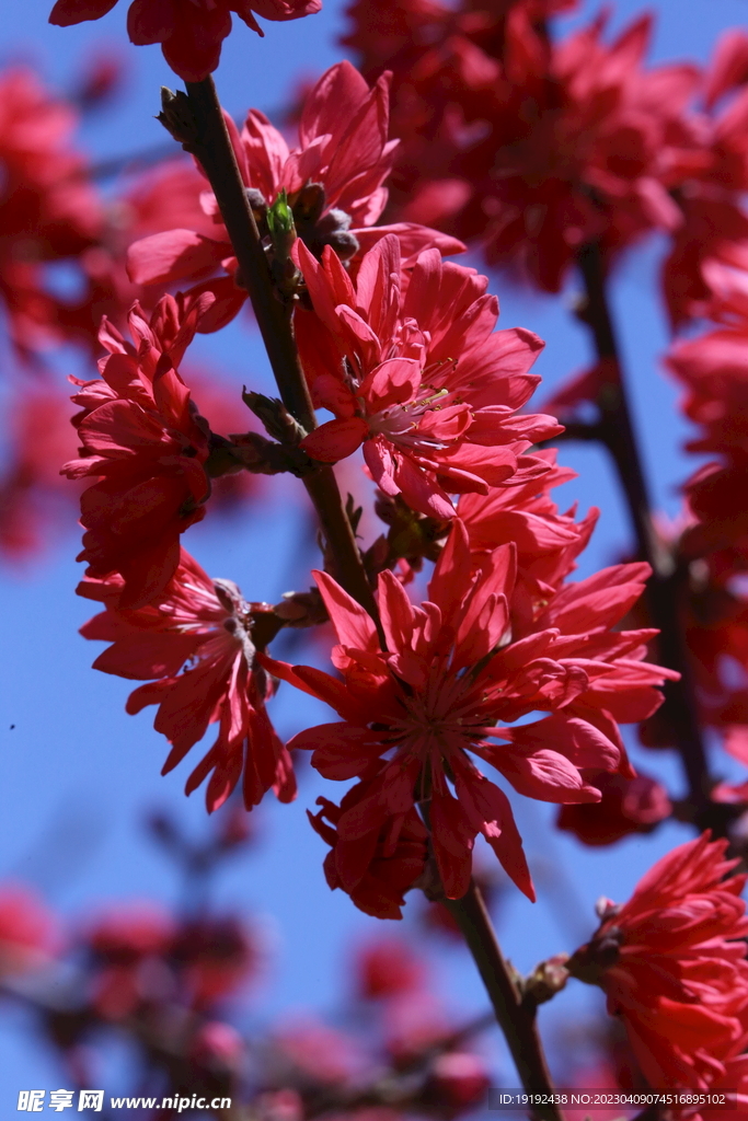 菊花桃 