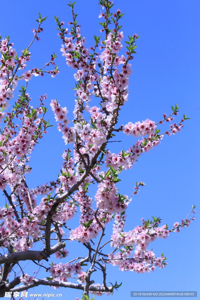 桃花 