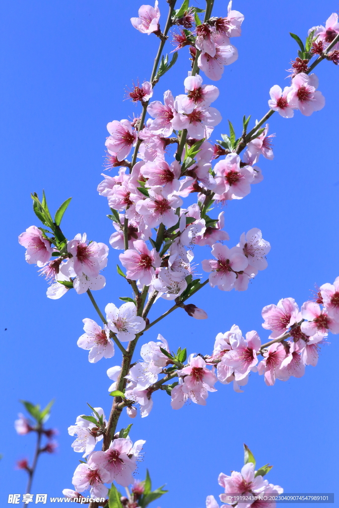 桃花 