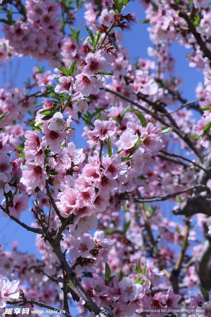 桃花