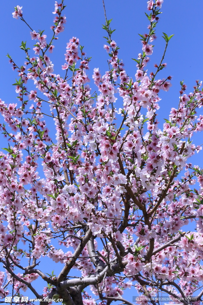 桃花 