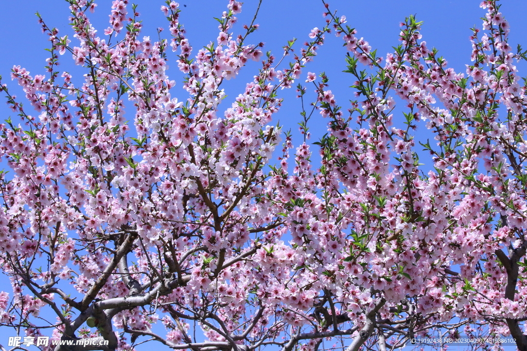 桃花 