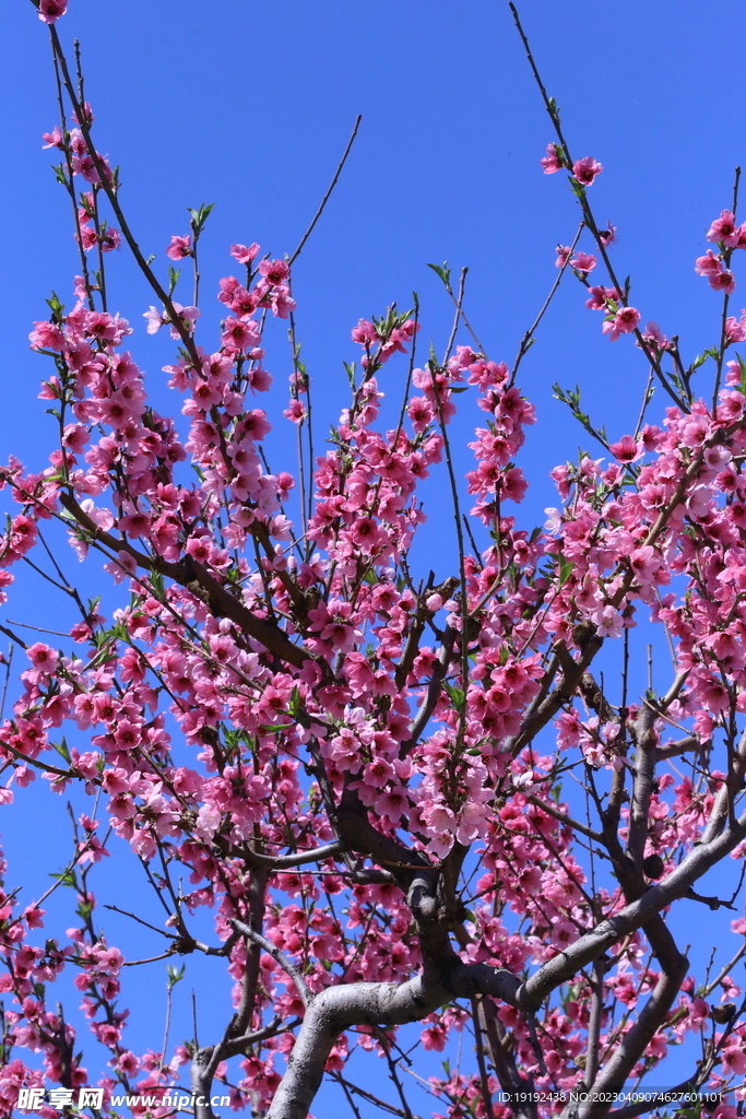 桃花 