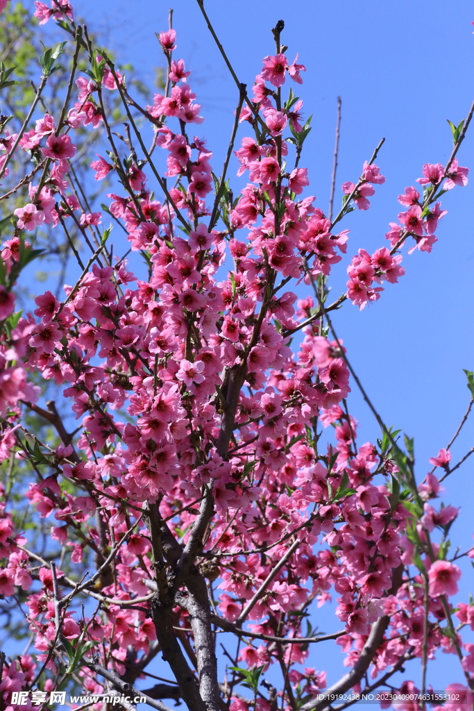 桃花