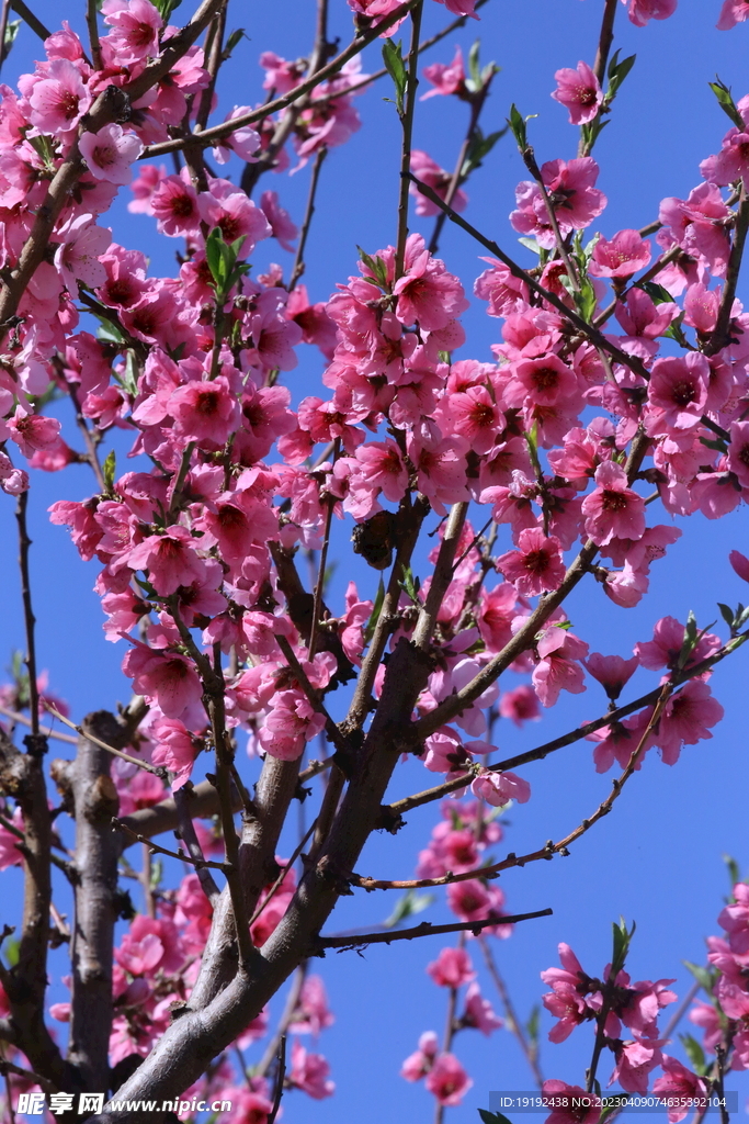 桃花 