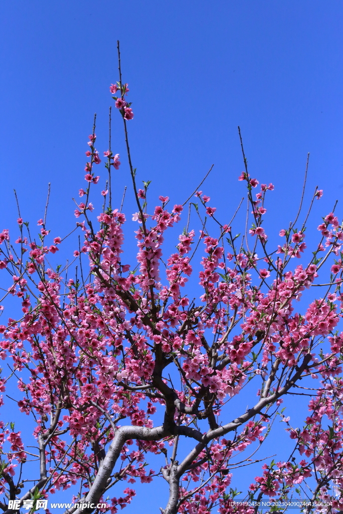 桃花