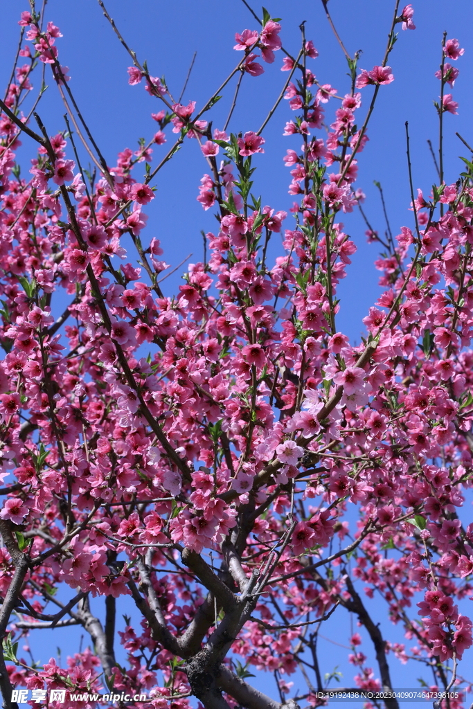 桃花 
