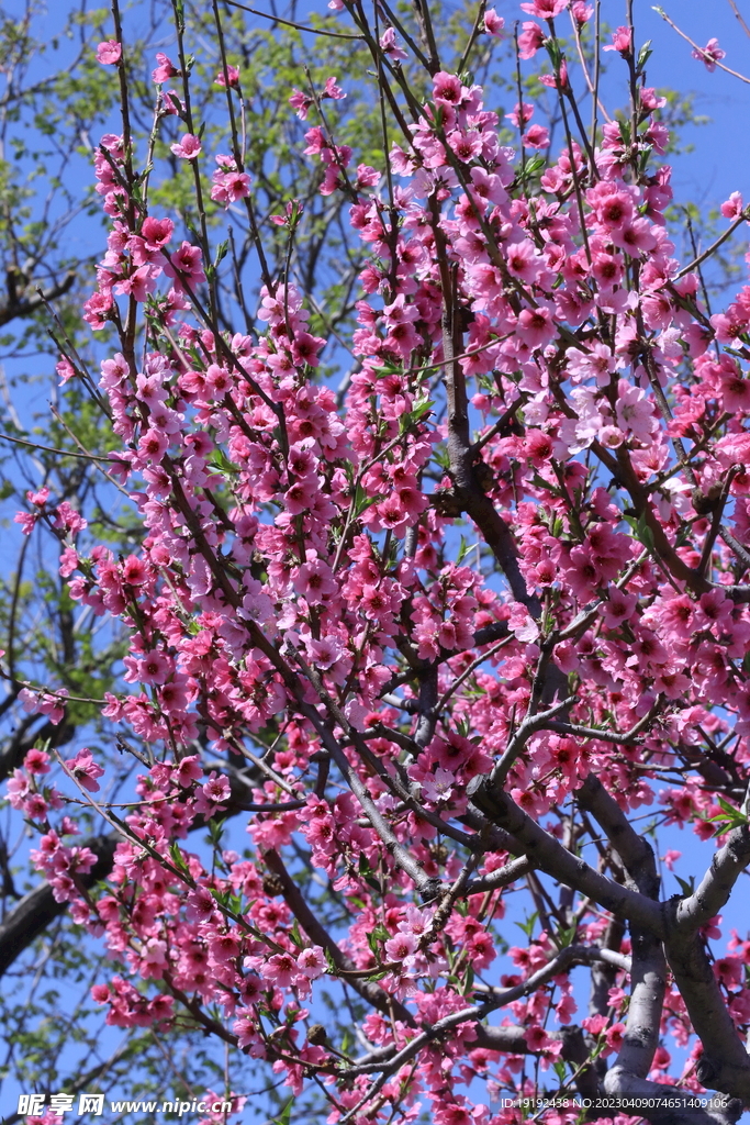 桃花