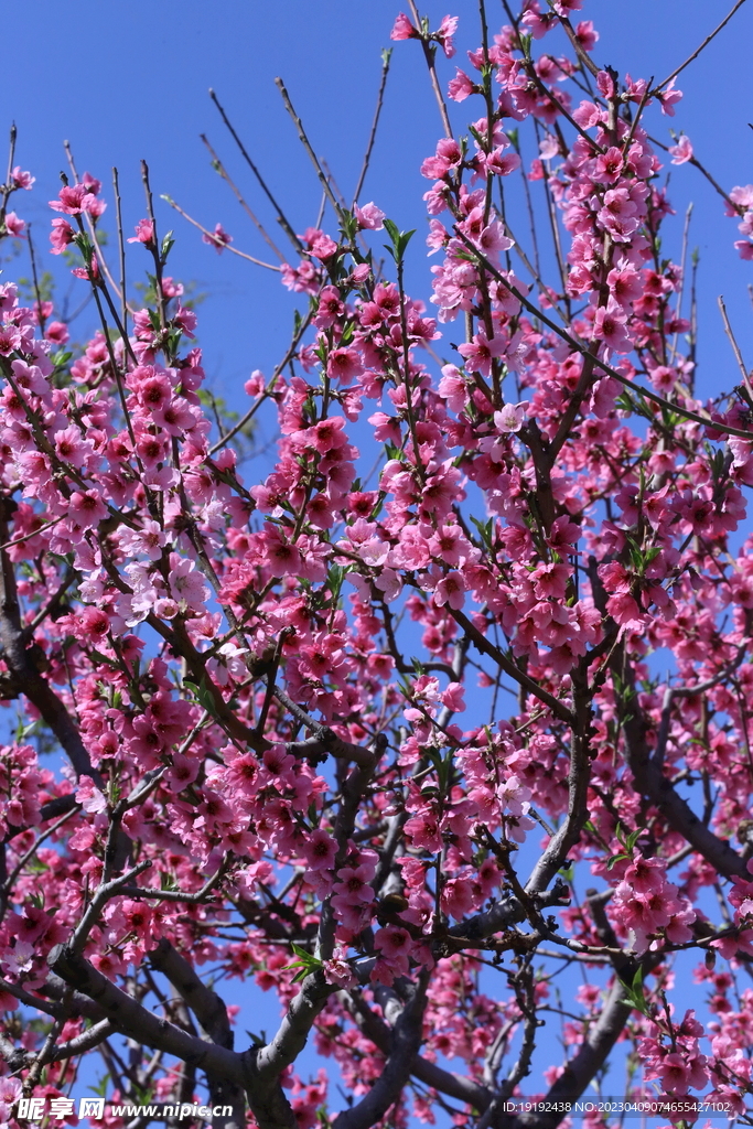 桃花 